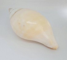 เวียนขวา 0