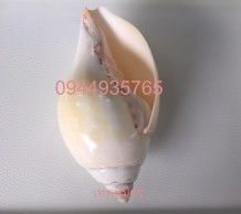 เวียนขวา