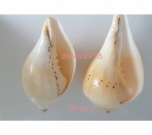 เวียนขวา 0