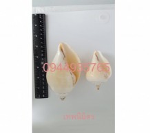 เวียนขวา