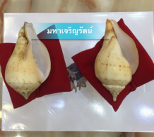 พนะมหาสังข์ เวียนขวา 0