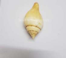 พระมหาสังข์ 0