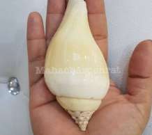 พระมหาสังข์ 0