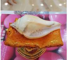 พระมหาสังข์ 0