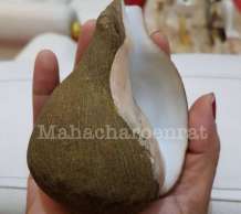 พระมหาสังข์