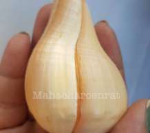 พระมหาสังข์ 0