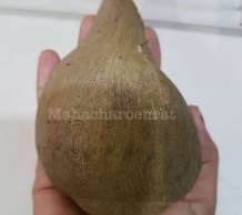 พระมหาสังข์