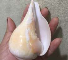 พระมหาสังข์ 0
