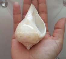พระมหาสังข์ 0