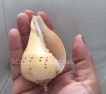 พระมหาสังข์ 0