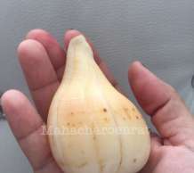 พระมหาสังข์