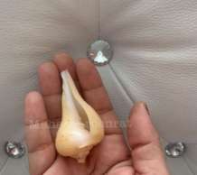 พระมหาสังข์ 0