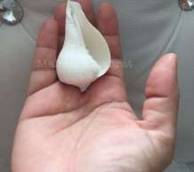 พระมหาสังข์ 0