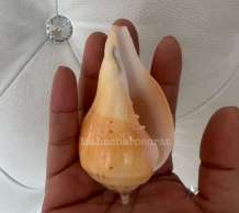 พระมหาสังข์ 0