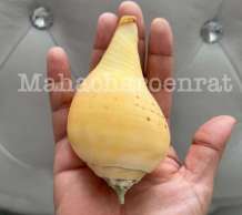พระมหาสังข์ 0