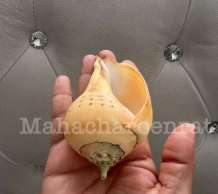 พระมหาสังข์ 0