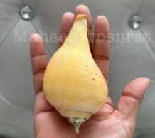 พระมหาสังข์ 0