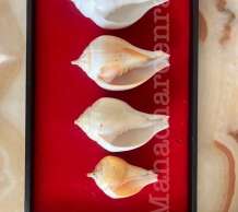 พระมหาสังข์ 0