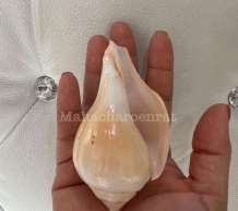 พระมหาสังข์
