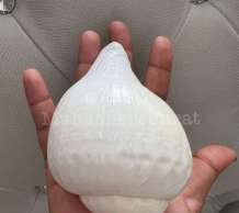 พระมหาสังข์ 0