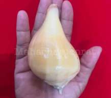 พระมหาสังข์ 0