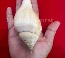 พระมหาสังข์ 0