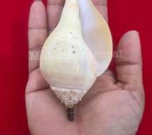 พระมหาสังข์ 0