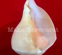 พระมหาสังข์ 0
