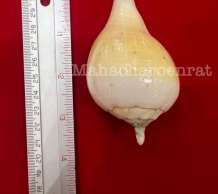 พระมหาสังข์ 0
