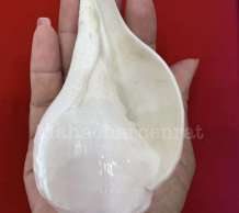 พระมหาสังข์ 0