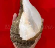 พระมหาสังข์ 0