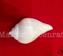 พระมหาสังข์