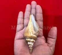 พระมหาสังข์ 0