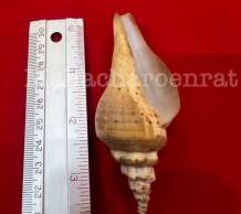 พระมหาสังข์