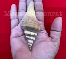 พระมหาสังข์