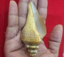 พระมหาสังข์ 0
