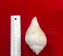 พระมหาสังข์ 0