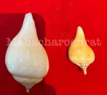 พระมหาสังข์