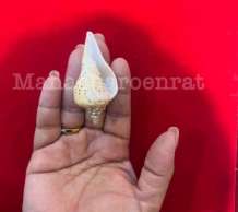 พระมหาสังข์