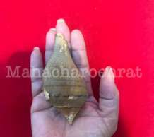 พระมหาสังข์ 0