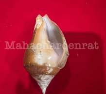 พระมหาสังข์