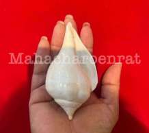 พระมหาสังข์